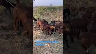 &ldquo;Sindhanur breed &ndash; quality bachpan se 🐑🔥&rdquo; #sheep #trending #reels #nature #indianfarmer