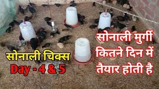 सोनाली मुर्गी चौथा और पांचवां दिन | Sonali murgi palan | Sonali murgi kitne din mein taiyar hoti hai