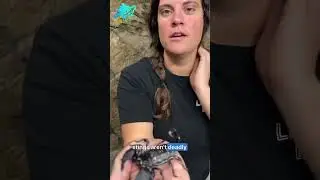 Scorpions: Ancient, Glowing, and Deadly!#scorporation #shots #ytshorts #facts