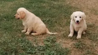 Heavy bone golden retriever female for sale