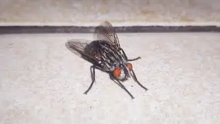 Комнатная 🪰 #муха Musca domestica - #насекомые и #животные Украины housefly 4k insects life video