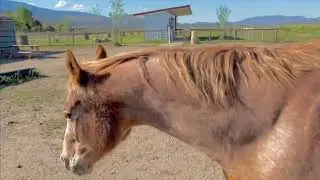 Cantering Tack-less: A Sacred Ride of Consent and Connection