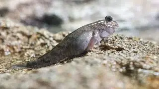 How the First Land Animals Moved 360 Million Years Ago