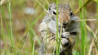 Wild Science: Uinta Ground Squirrel