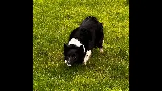Lot 84 - Jen - 04/02/26 - Farmers Marts Dolgellau Online Sheepdog Auction