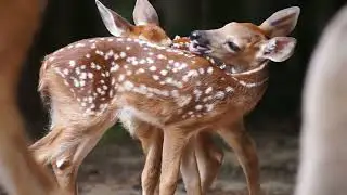 This Is How Deer Sense Danger #animalfacts #ecosystem #wildlife #animals #nature#facts#documentary