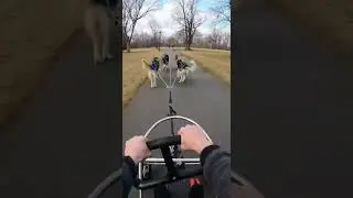 Dogs Pulling Cart Ride 🐕😂 | Funniest Dog POV Watch Them Zoom #Dogs #FunnyPets #CartRide