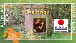 Schaitdter Westwallweg | 📍#Bienwald (UHD)