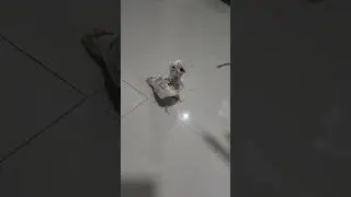 متى نبدأ بتعليم الطيور على الهدد