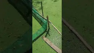 cara budidaya azolla di kolam tanah