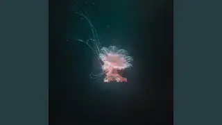 Ethereal Tides