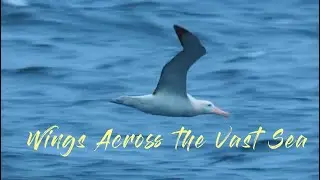 Wings Across the Vast Sea: An Albatross&rsquo;s Story of Love, Separation and Fleeting Reunions