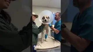 Rescue a Dog and adopted
