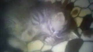 MOV00851 1 1