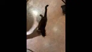 Bengal Cat : a Puff Tail Shadow Hunter