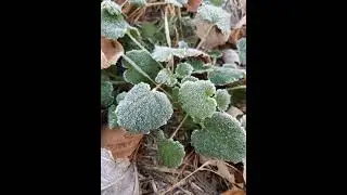 🌬🥶 a little frostiness 🧣🧤