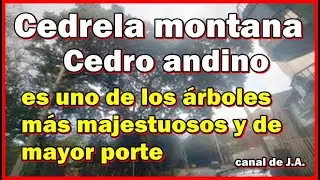 Cedrela montana -Cedro andino es uno de los &aacute;rboles m&aacute;s majestuosos y de mayor porte