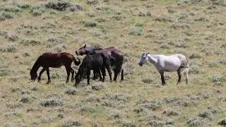 Wild Horses of Rock Creek Mountain