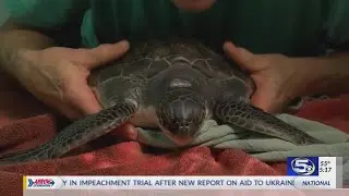 Cold-stunned sea turtles getting help