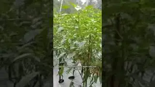 Cabe hijau, pedas nikmat | Matari Agro #shorts #cabe