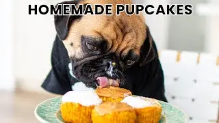 How to Make Pupcakes for Dogs | Simple Healthy Dog Cupcake Recipe