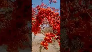 टेसू का फूल, पलाश का फूल, खाखरा के फूल | palash ke phool ka upyog  |पलाश के बीज के फायदे #phool