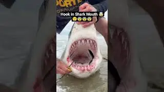 Remove hook from Shark sharp teeth 🤯😲#shark #dangerous #fishinglife #youtubeshorts