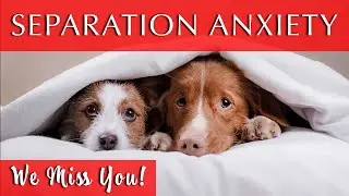 Separation Anxiety Music for My Dog | Soft Piano