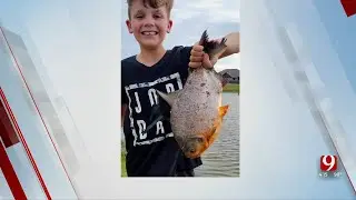 Surprising Catch: Oklahoma Boy Reels In Piranha Relative From Local Pond