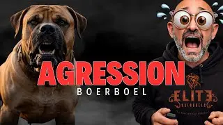 Boerboel a VERY Dangerous Breed so...