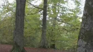 REELIG GLEN PROJECT (FILM SEQUENCE BY DR DAVID SANDS)