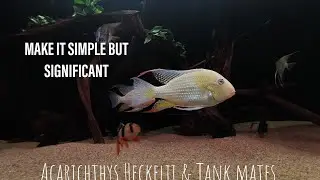 Acarichthys Heckelii & Tank mates 24th Jan 2022
