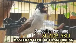 Suara Burung Kutilang Gacor ASLI Tanpa isian, Ampuh untuk Pikat Kutilang bikin kutilang Ribut gacor