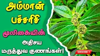 அம்மான் பச்சரிசி மருத்துவ நன்மைகள் | Amman Pacharisi Health Benefits | Health Tips tamil | herbals