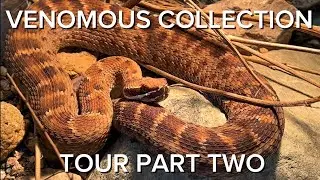 VENOMOUS COLLECTION TOUR PART 2 | MEXICAN RATTLESNAKES