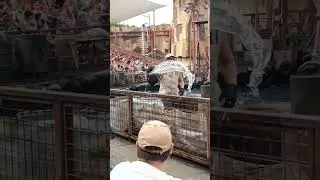 FUNNY AND ACTION SCENES IN WATERWORLD LIVE SHOW !!!