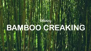 Real Windy Creaking Bamboo Sound for Relaxation, Sleeping, Meditation and Stress Relief for One Hour