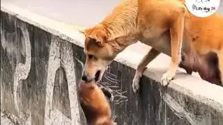 This Mom Dog Is Still Waiting for Her Puppies&hellip;#dog #share #trending 