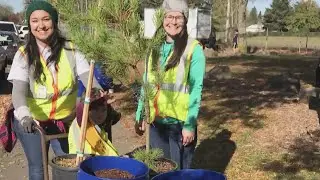 City tree giveaways put 750 more trees in Portland yards