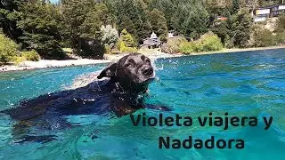 VIOLETA LA PERRITA VIAJERA Y NADADORA