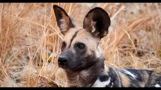 Wild dogs - African safari in two minutes - Part 1