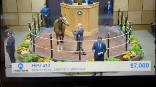 Fasig Tipton 2024. Compra de Mango Lookin. Lookin at Lucky en kissing booth por He had enough.