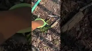 Pulling weeds