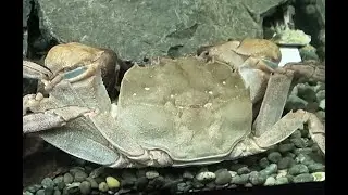 モクズガニ　Japanese mitten crab　Eriocheir japonica