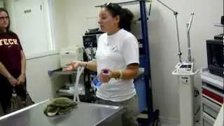 Sea Turtle Surgery Room @ Sea Turtle Hospital - Marathon, FL