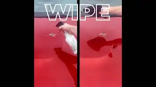Bird Poop Staining Your Paint? MAXEasy: Spray, Wipe, Gone.
