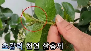 💥🐜진딧물 100%없애려면 반드시 해야 하는 3가지!!( 💥🐜Three things you must do to get rid of 100 percent aphids )