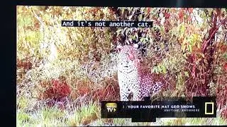 African Big Cats vs. Hyena: Beginning before fighting: Animal Fight Night: National Geographic