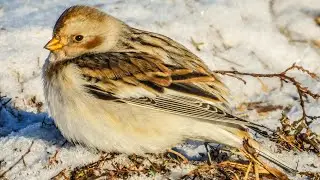 Snow Buntings,Lapland Longspurs and Horned Larks this sunny cold morning.