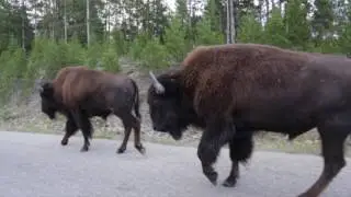 A Jetsetter Guide to Yellowstone National Park